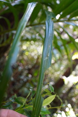 Acanthophoenix rubra