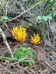 Calocera