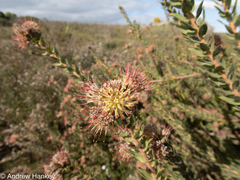 Leucospermum calligerum