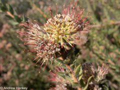 Leucospermum calligerum