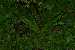Calanthe arcuata