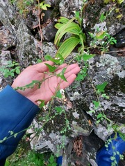 Chenopodium acerifolium