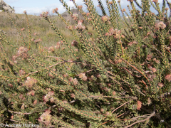 Leucospermum calligerum