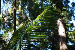 Acanthophoenix rubra