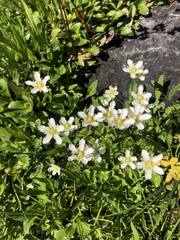 Parnassia fimbriata