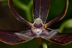 Calanthe arcuata