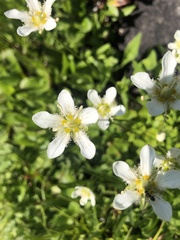 Parnassia fimbriata