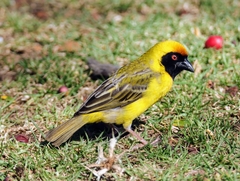Ploceus velatus