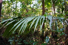 Acanthophoenix rubra