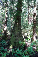 Cryptomeria japonica