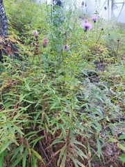 Cirsium serratuloides