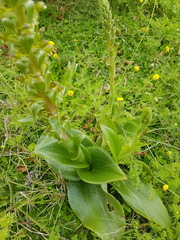 Satyrium parviflorum