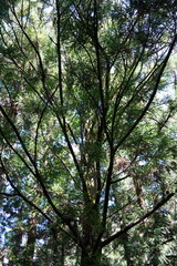 Cryptomeria japonica