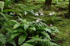 Calanthe arisanensis