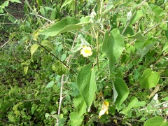 Abutilon abutiloides
