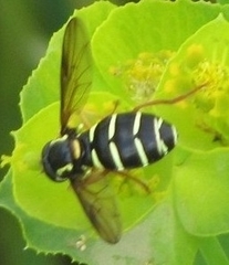 Xanthogramma