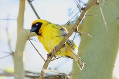Ploceus velatus