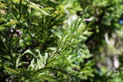 Cryptomeria japonica
