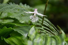 Calanthe arisanensis