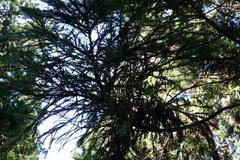 Cryptomeria japonica