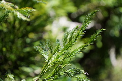 Cryptomeria japonica