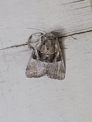 Meropleon ambifusca