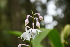 Calanthe arisanensis
