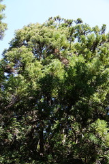 Cryptomeria japonica