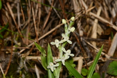 Platanthera brevicalcarata