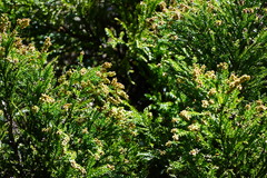 Cryptomeria japonica