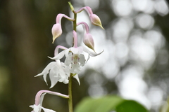 Calanthe arisanensis