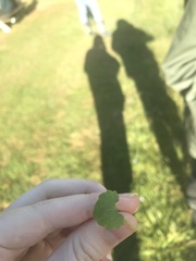 Hydrocotyle vulgaris