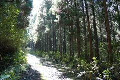Cryptomeria japonica