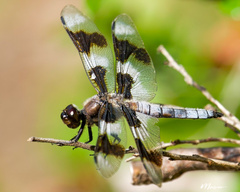 Libellula forensis