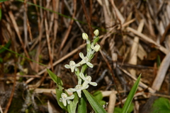 Platanthera brevicalcarata