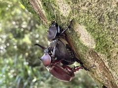 Trypoxylus dichotomus tsunobosonis