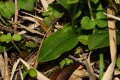 Platanthera brevicalcarata
