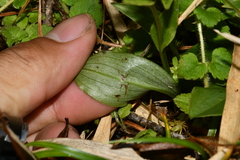 Platanthera brevicalcarata