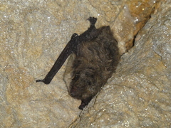 Myotis
