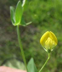 Lathyrus aphaca