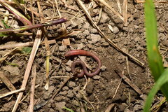 Pontoscolex corethrurus