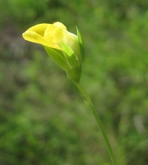 Lathyrus aphaca