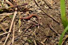 Pontoscolex corethrurus