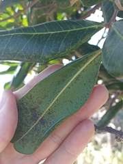 Cupaniopsis anacardioides