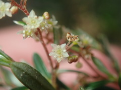 Trymalium ledifolium