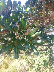 Cupaniopsis anacardioides
