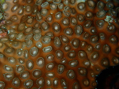 Palythoa tuberculosa