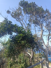 Cupaniopsis anacardioides