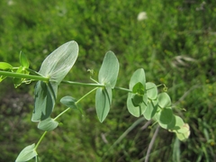 Lathyrus aphaca