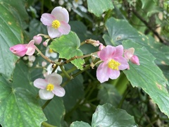 Begonia formosana